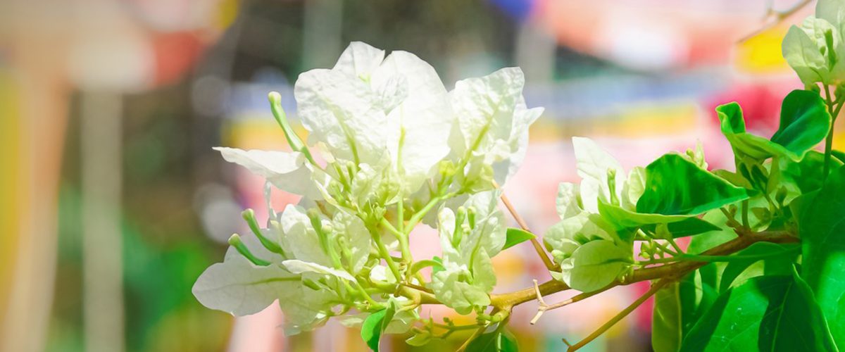 87223133_510778369861312_5862889959748272128_n