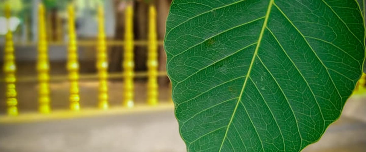 88175405_517822785823537_5647910560067485696_n